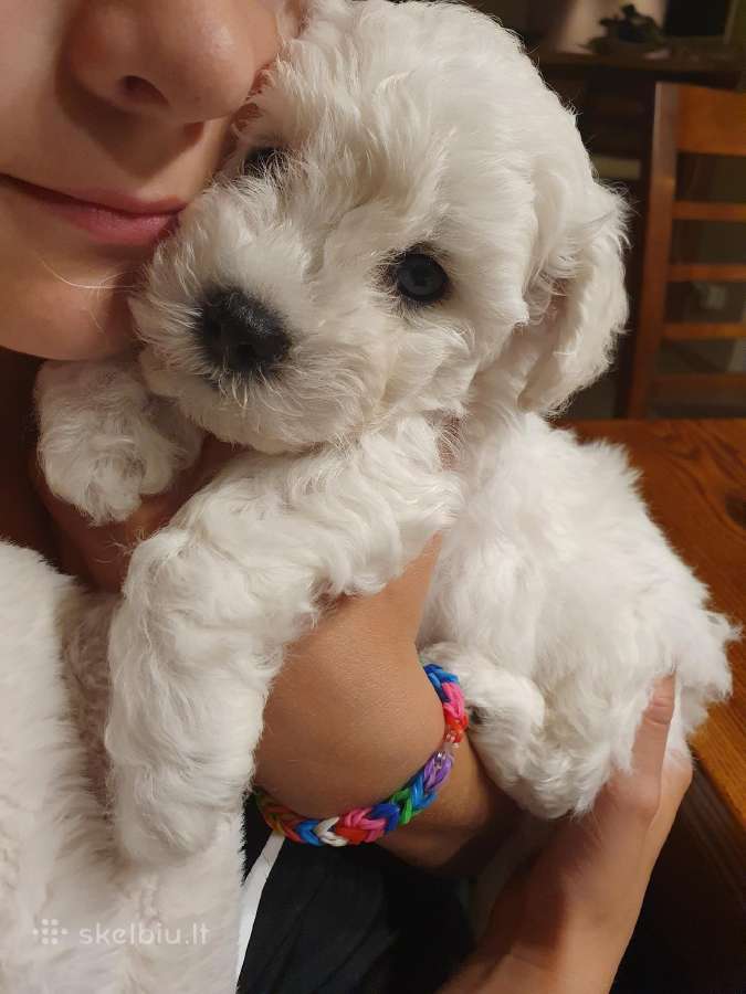 Kilmingi garbanotieji bišonai/ bichon frise - nuotraukos Nr. 31