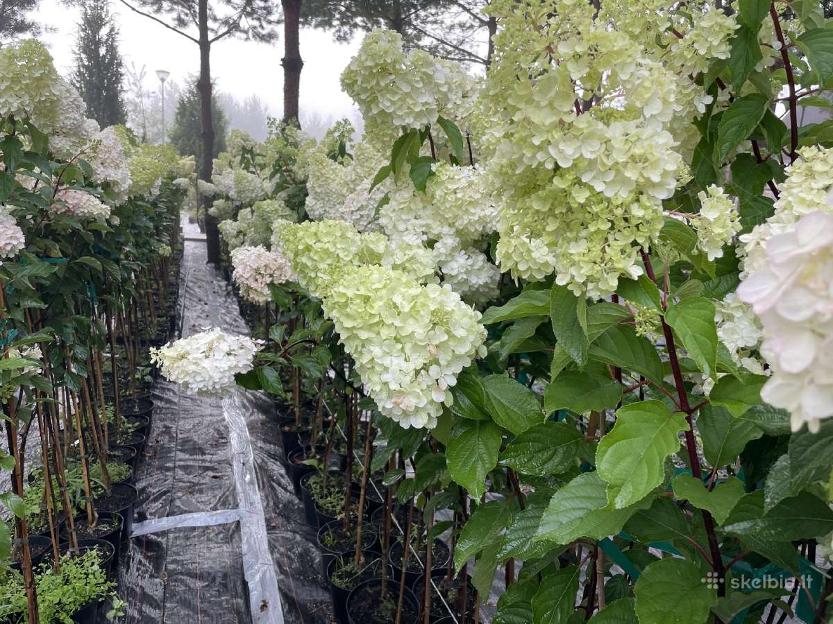 Hortenzijos, Pušys, Tujos,magnolijos, Kiti Augalai - nuotraukos Nr. 7