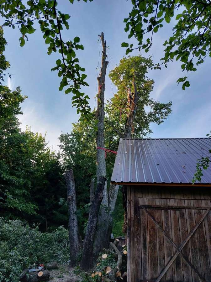 Aukštalipiai,medžių pjovimas,kelmų naikinimas. - nuotraukos Nr. 15