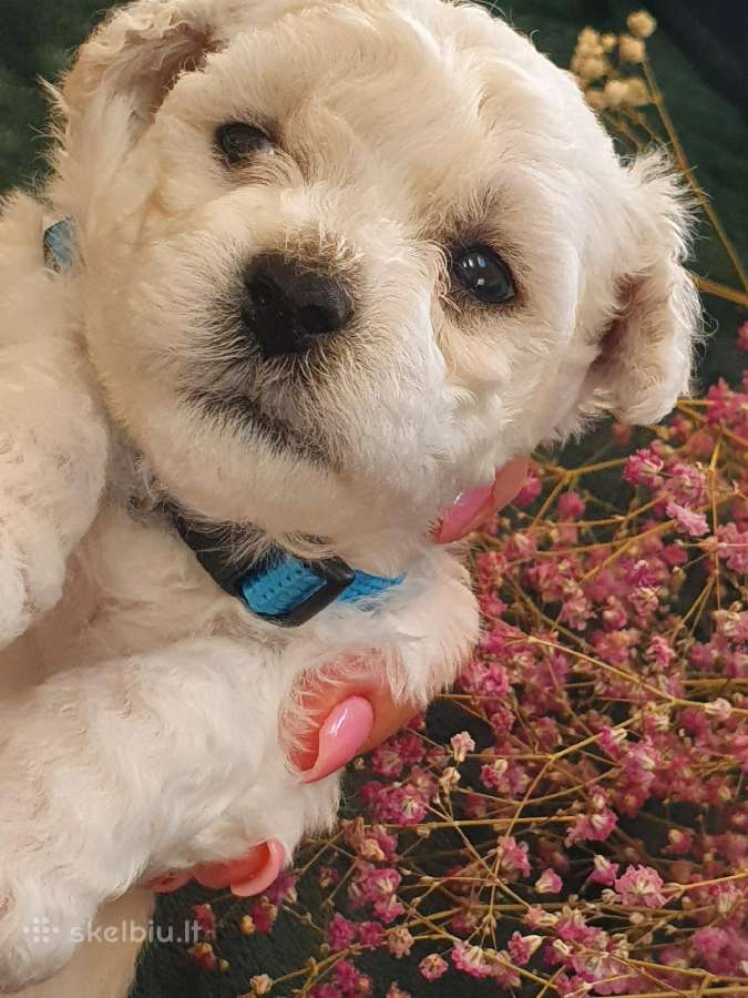 Kilmingi garbanotieji bišonai/ bichon frise - nuotraukos Nr. 27