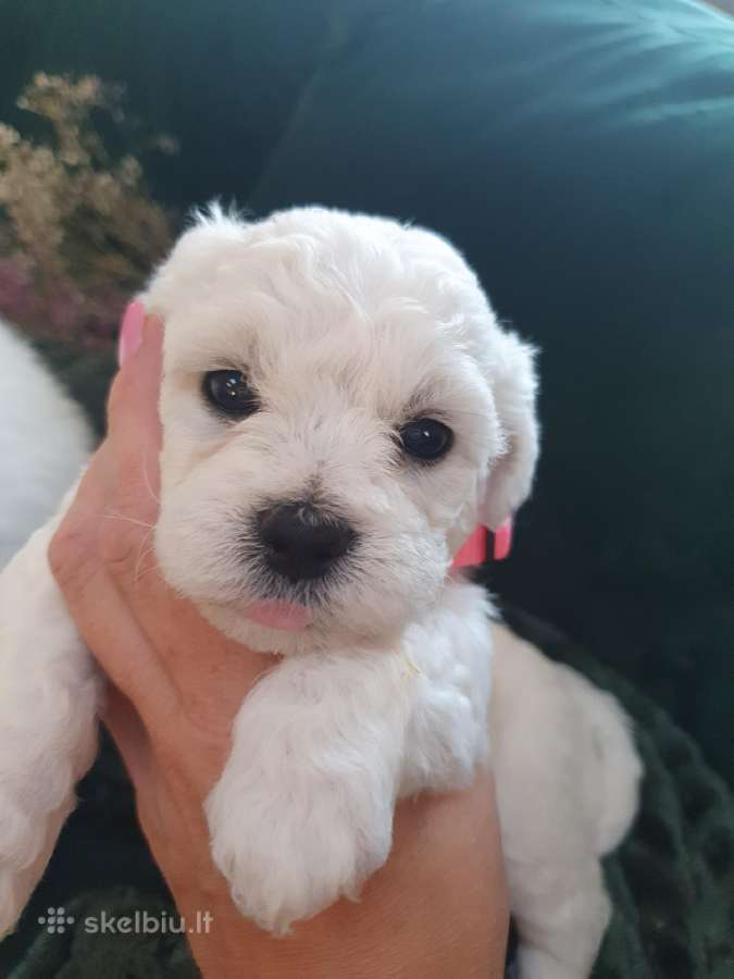 Kilmingi garbanotieji bišonai/ bichon frise - nuotraukos Nr. 18