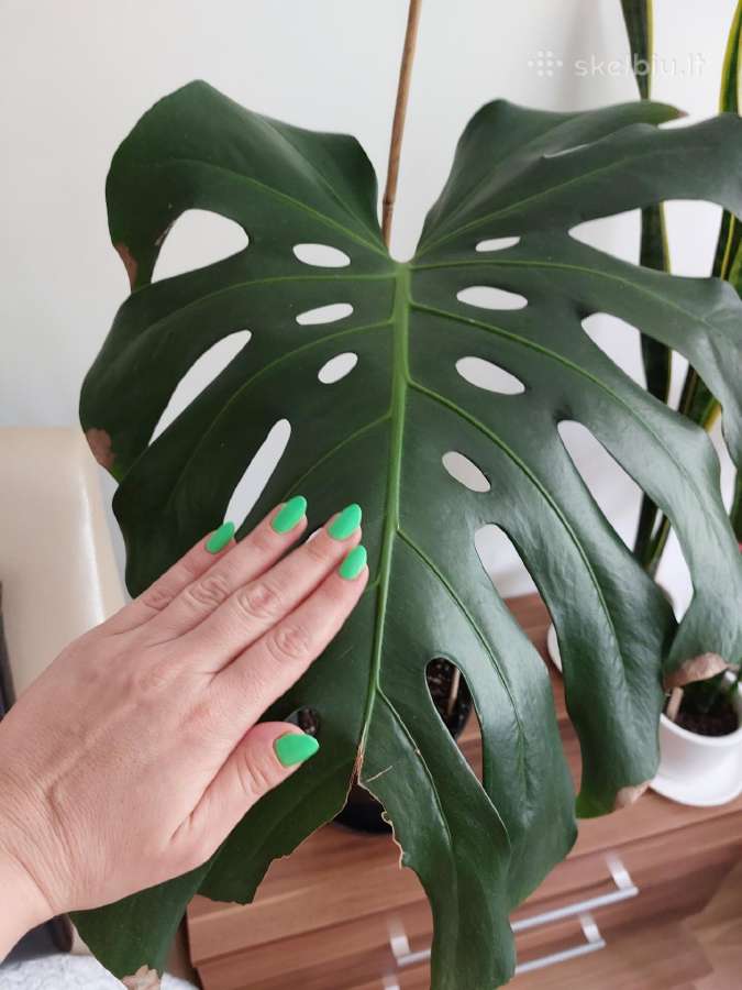 Monstera deliciosa