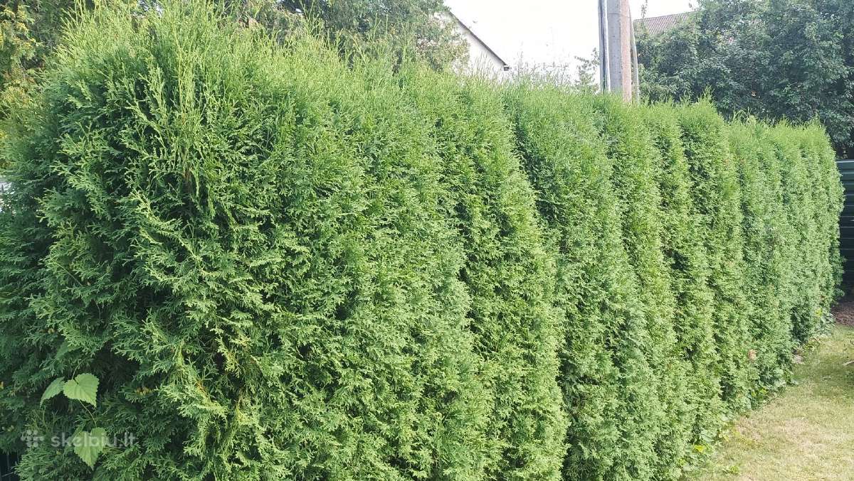 Tujų gyvatvorė, 12vnt., h-apie 3m
