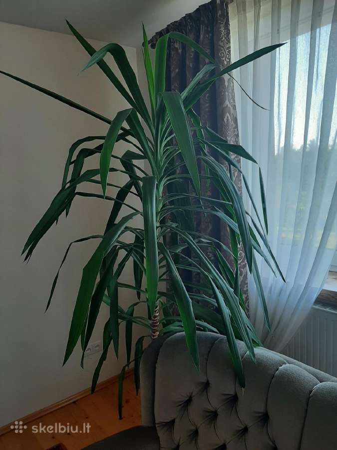 Gėlė "juka"