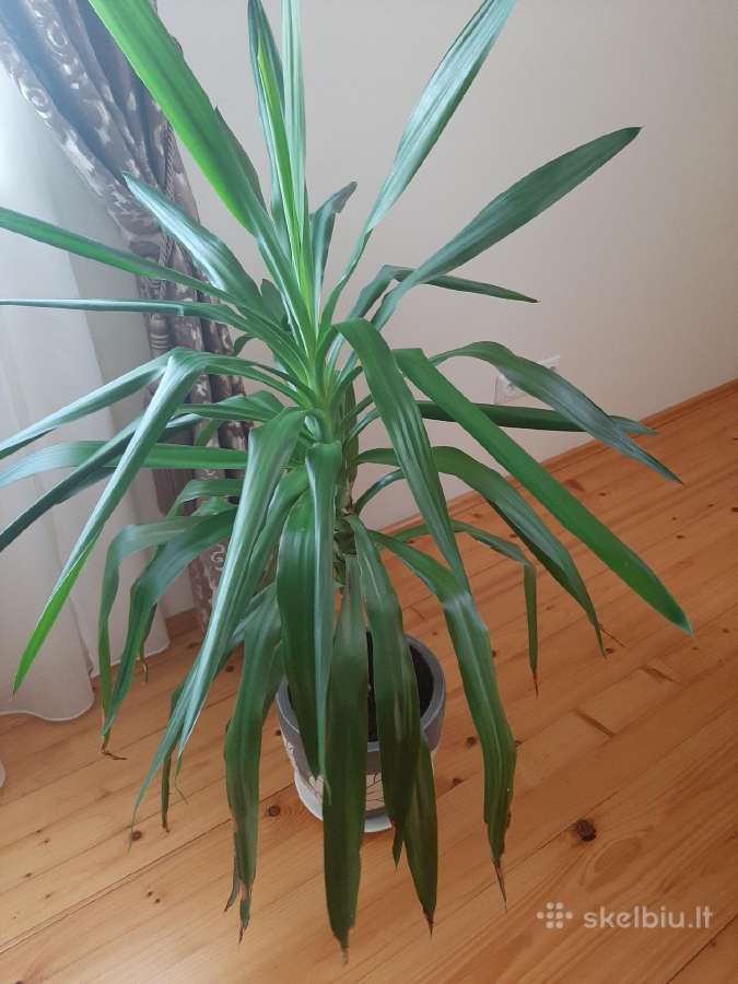 Gėlė "juka" - nuotraukos Nr. 2