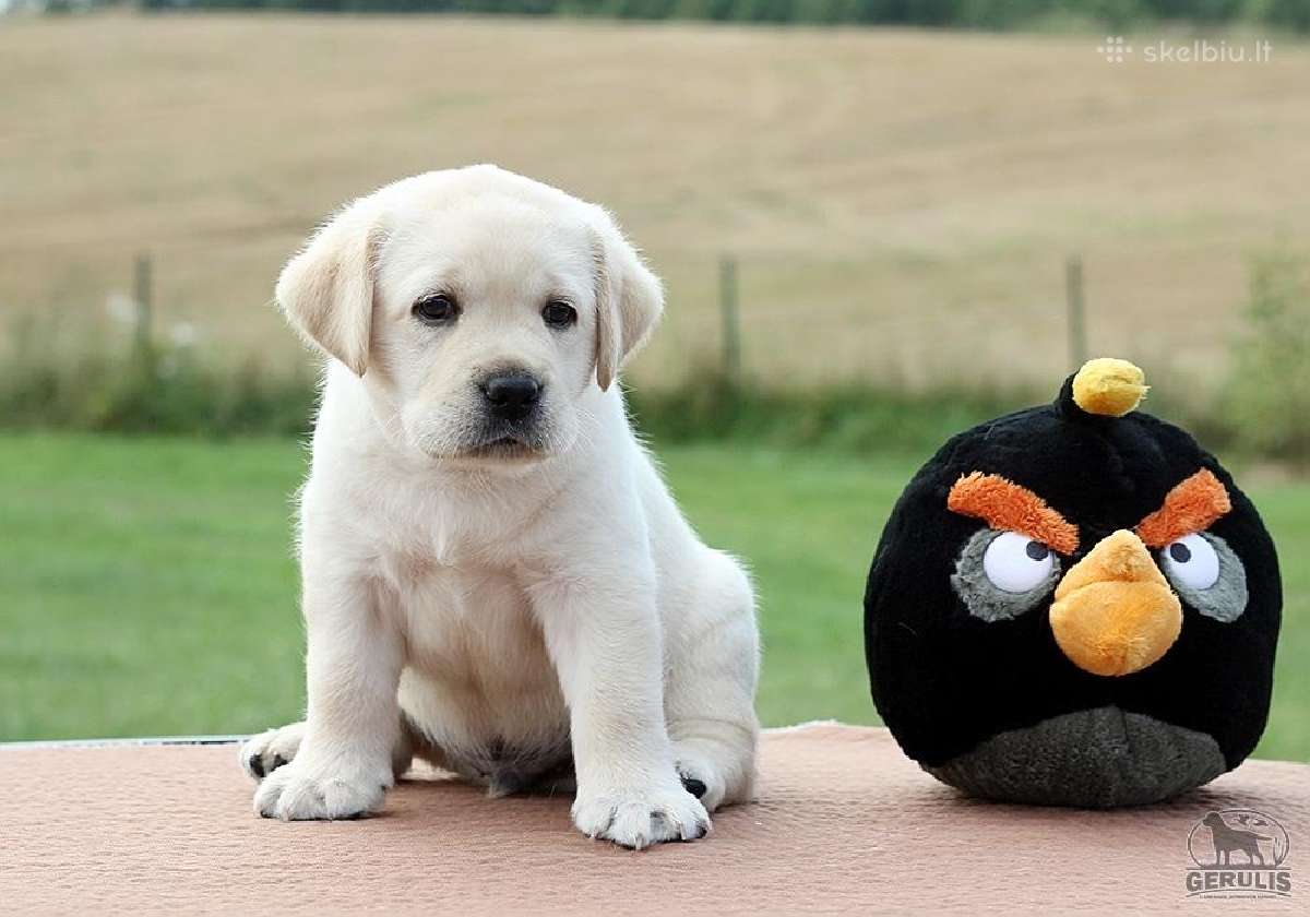 Kilmingi Labradoro retriverių veislės šuniukai - nuotraukos Nr. 26