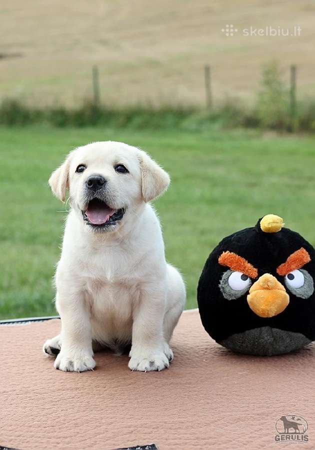 Kilmingi Labradoro retriverių veislės šuniukai - nuotraukos Nr. 16