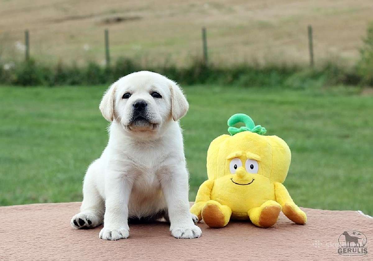 Kilmingi Labradoro retriverių veislės šuniukai - nuotraukos Nr. 28