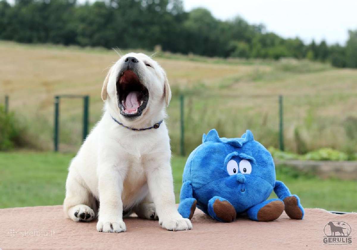 Kilmingi Labradoro retriverių veislės šuniukai - nuotraukos Nr. 29