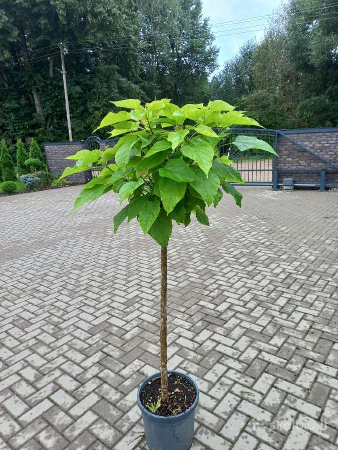 Tujos Smaragd premium, atvežame, pasodiname. - nuotraukos Nr. 22