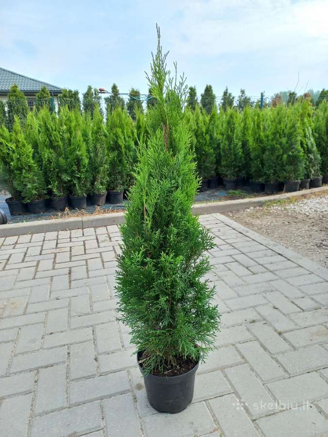 Tujos Smaragd premium, atvežame, pasodiname. - nuotraukos Nr. 27