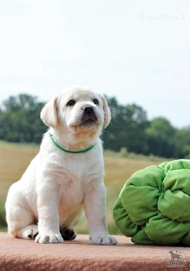 Kilmingi Labradoro retriverių veislės šuniukai - nuotraukos Nr. 32