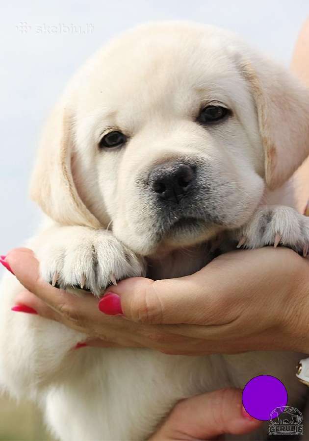 Kilmingi Labradoro retriverių veislės šuniukai - nuotraukos Nr. 19