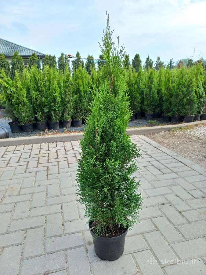 Tujos smaragd premium kokybė Atvežame - nuotraukos Nr. 31