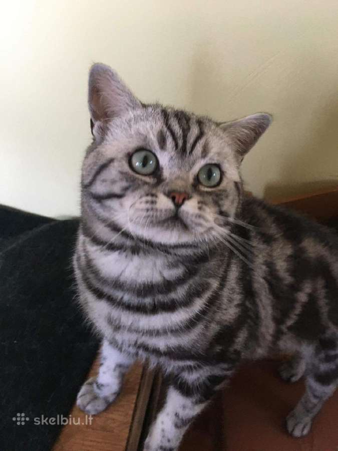 Zaliaakis Silver tabby su dok kergimui