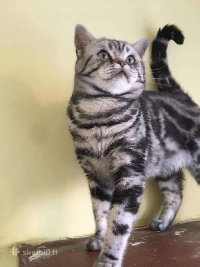 Zaliaakis Silver tabby su dok kergimui - nuotraukos Nr. 2