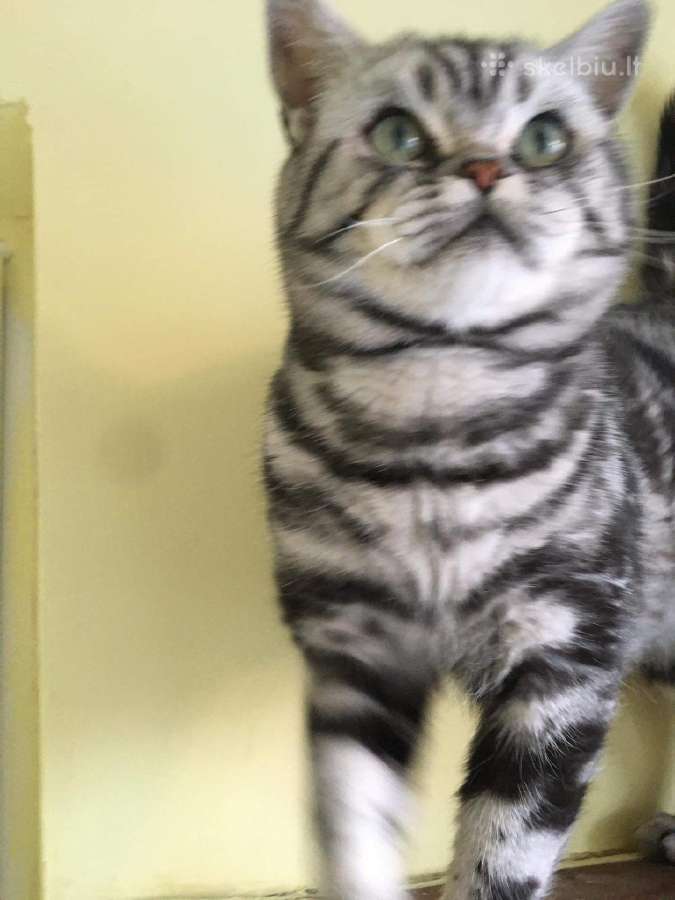 Zaliaakis Silver tabby su dok kergimui - nuotraukos Nr. 3