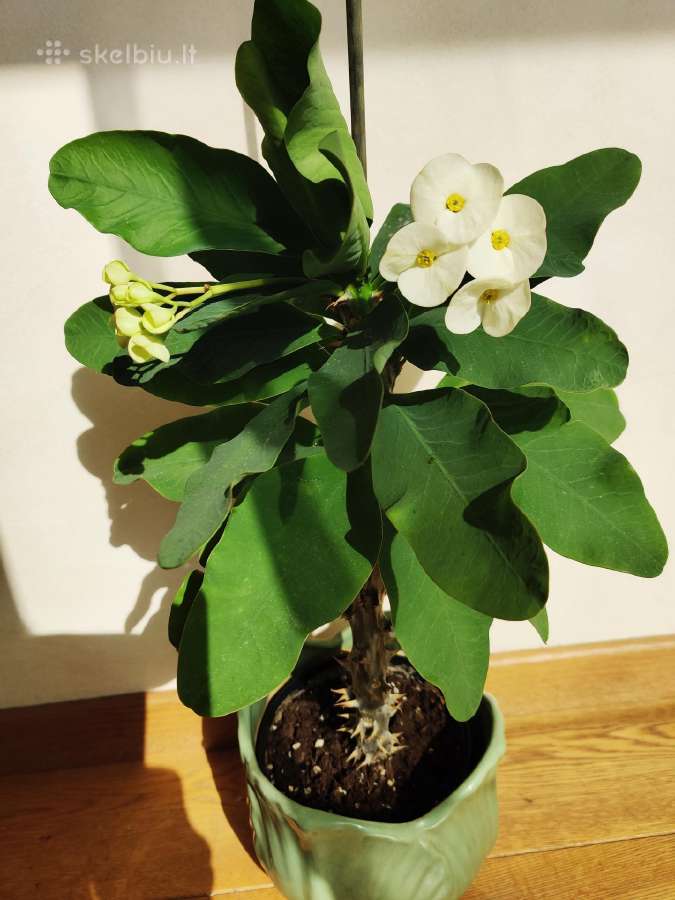 Kambarinė gėlė "Kristaus kančią" balta.