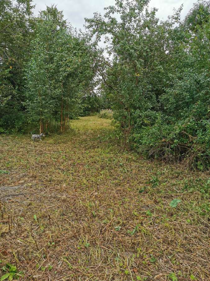 Parduodu sodybą - vienkiemį Dauginčių km. 93 arai - nuotraukos Nr. 14