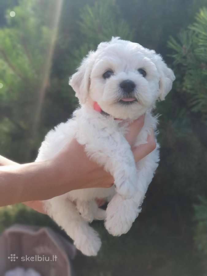 Kilmingi garbanotieji bišonai/ bichon frise - nuotraukos Nr. 6