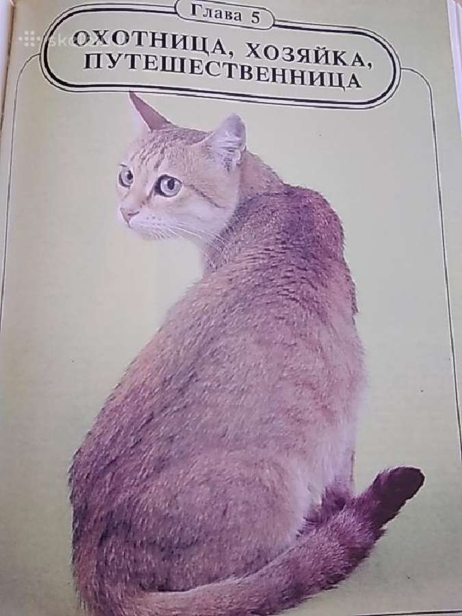 N. Nepomniachtch "Kačių karalystė" - nuotraukos Nr. 5