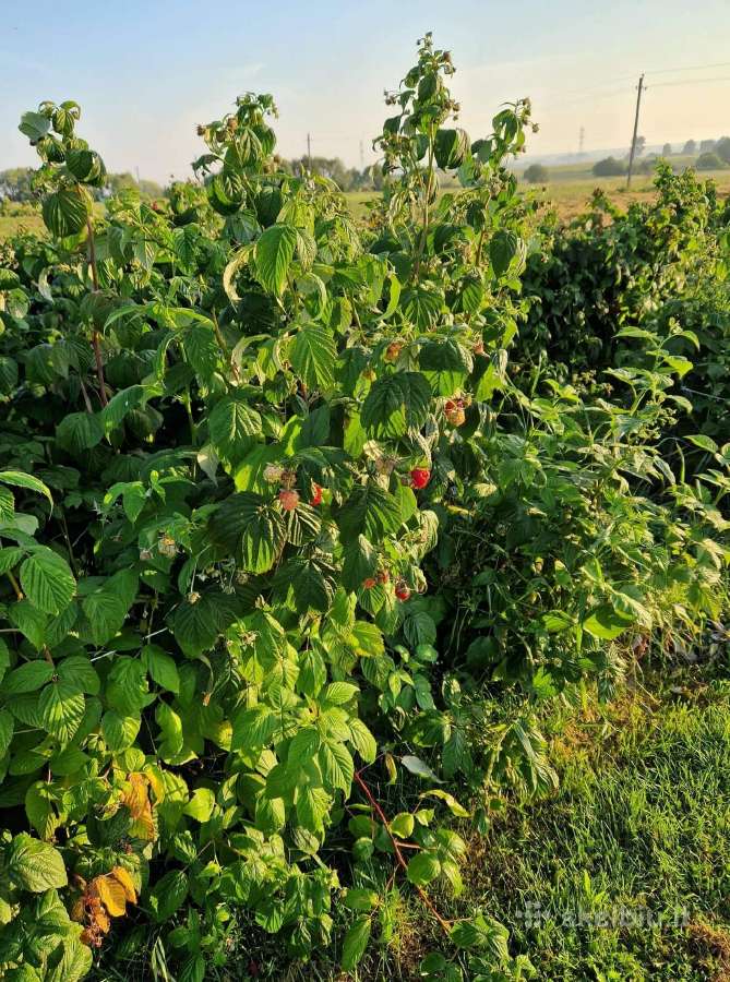 Parduodu ekologiškas avietes - nuotraukos Nr. 5