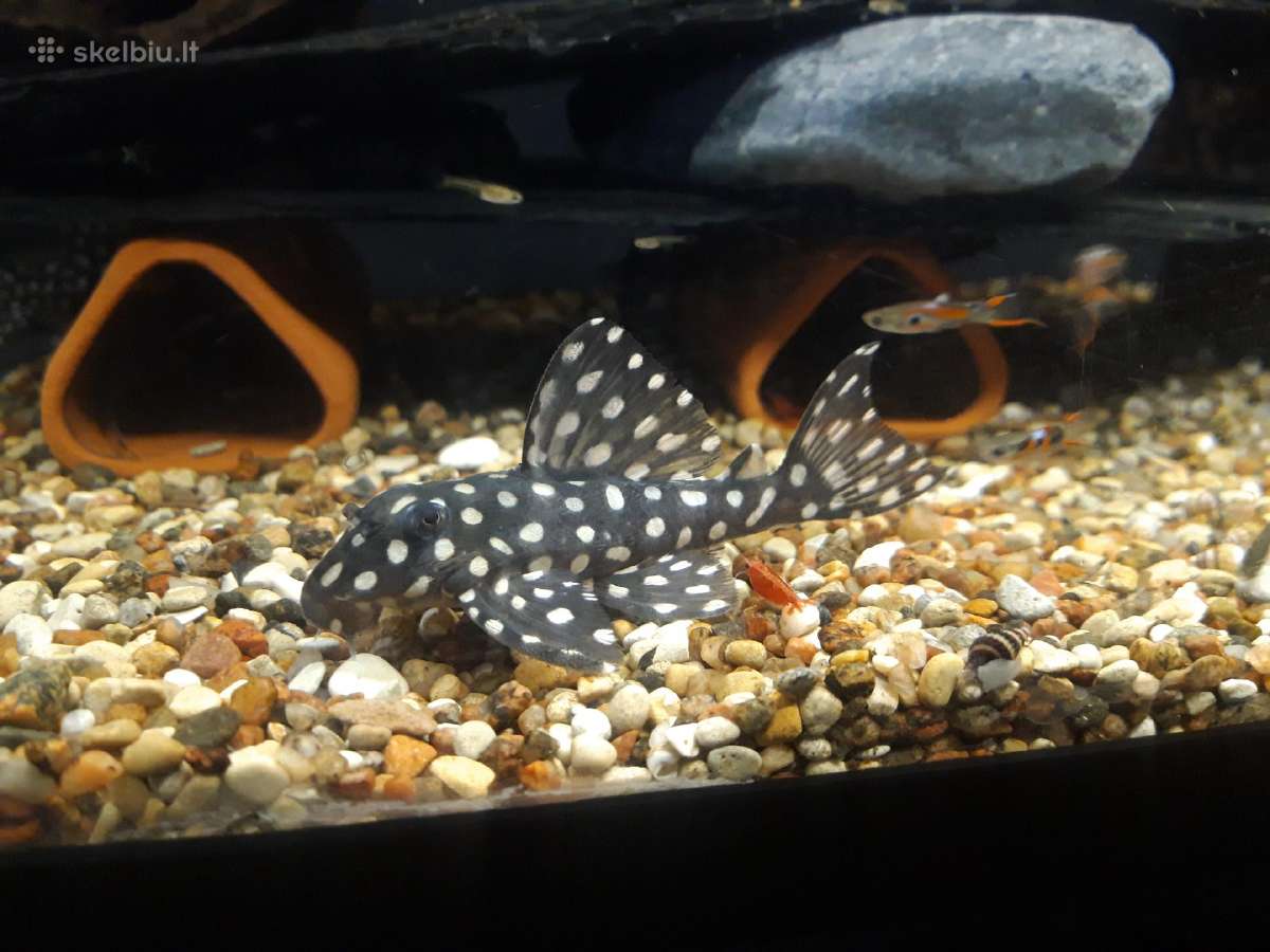 L šamai, pleco, žuvys, žuvytės