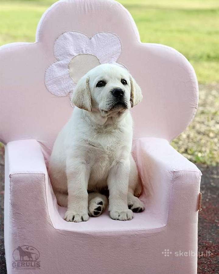 Kilmingi Labradoro retriverių veislės šuniukai - nuotraukos Nr. 24