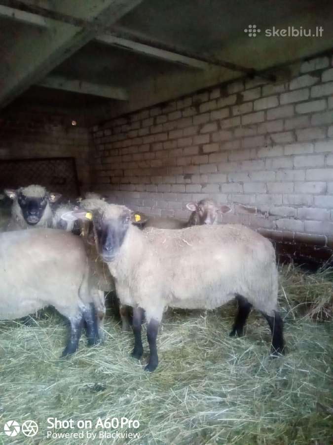 Perku avis