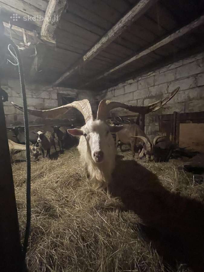 Perku ožkas ir ožius