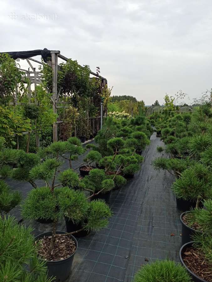 Bonsai - nuotraukos Nr. 13