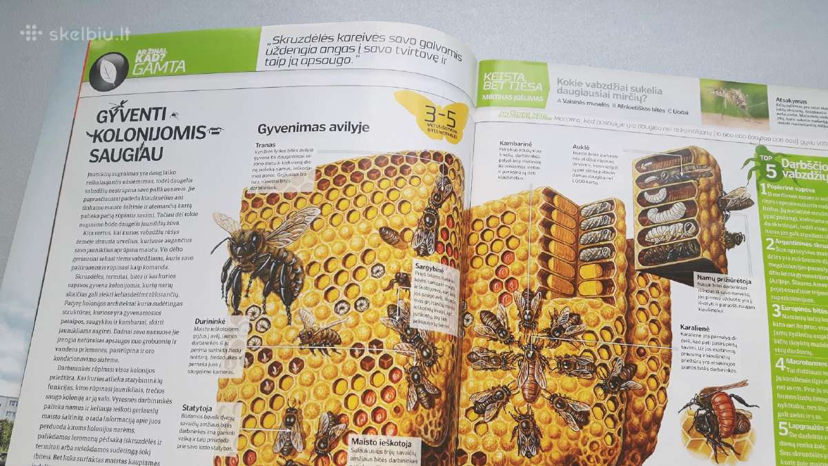 Žurnalas Ar žinai kad? - nuotraukos Nr. 5