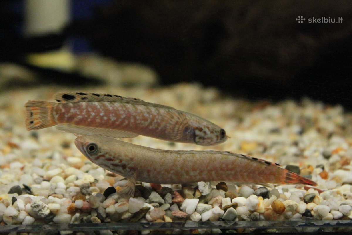 Žuvys ir žuvytės akvariumams Šiauliai - nuotraukos Nr. 14