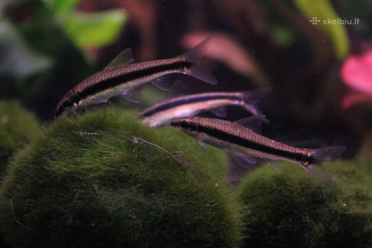 Žuvys ir žuvytės akvariumams Šiauliai - nuotraukos Nr. 3