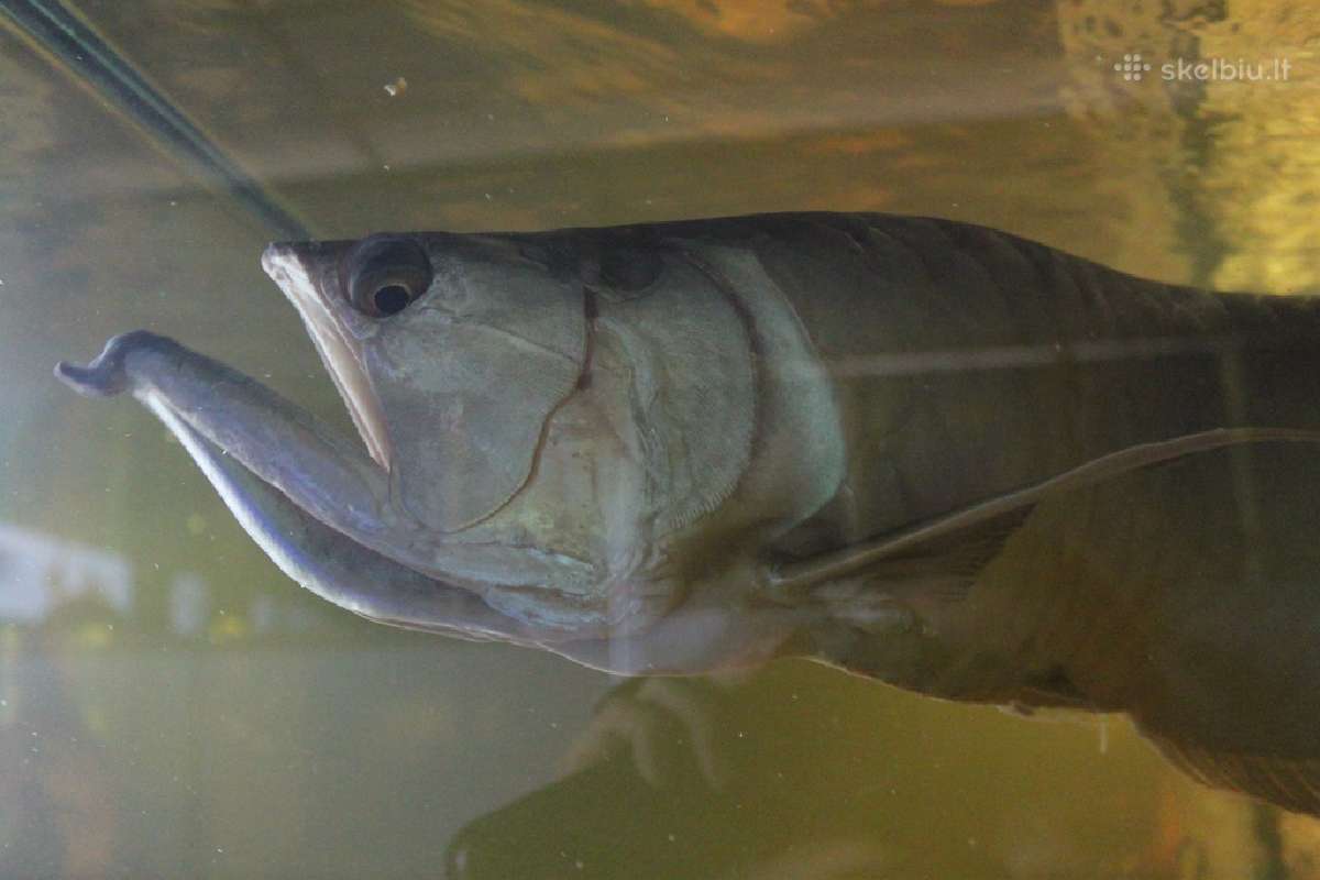 Žuvys ir žuvytės akvariumams Šiauliai - nuotraukos Nr. 13