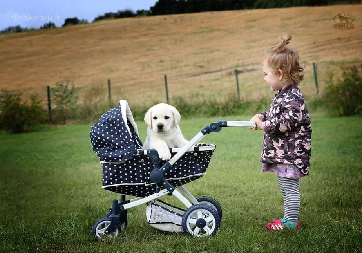 Kilmingi Labradoro retriverių veislės šuniukai - nuotraukos Nr. 23