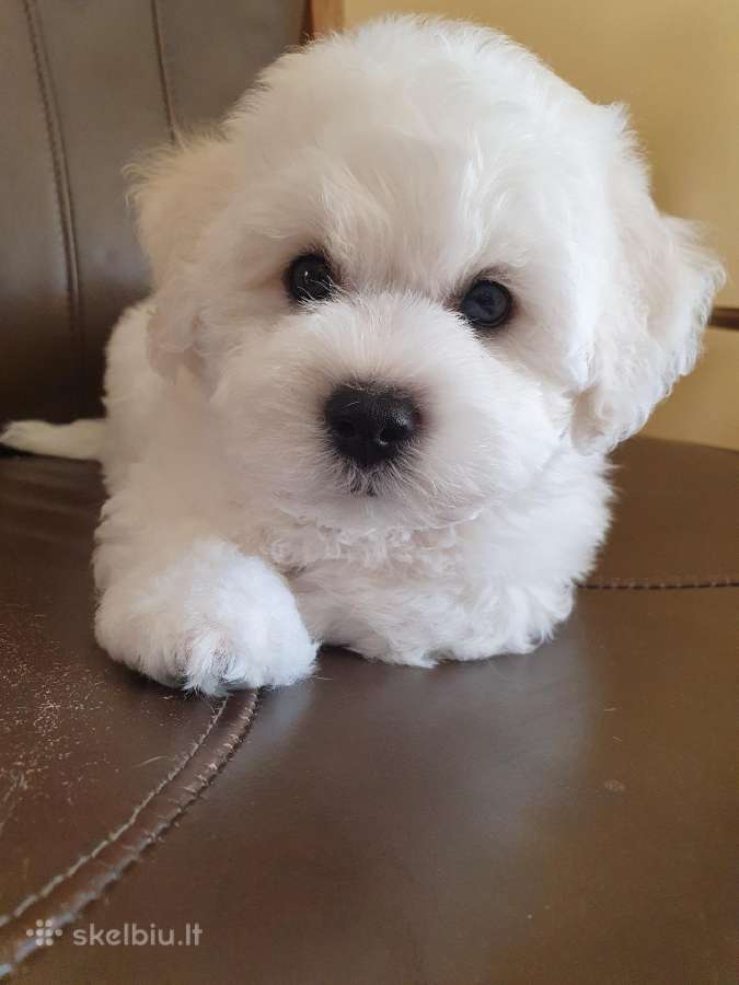 Kilmingi garbanotieji bišonai/ bichon frise - nuotraukos Nr. 19