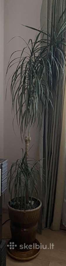 Parduodama dracena