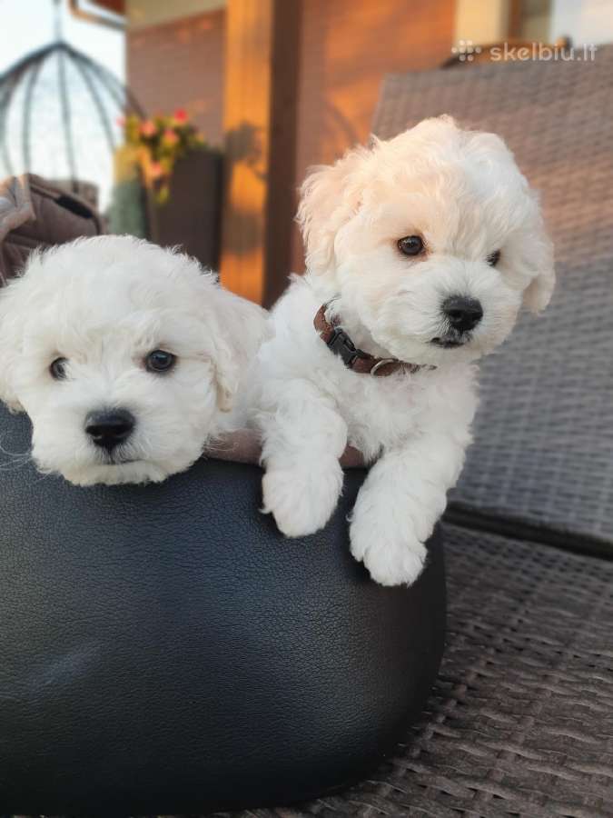 Kilmingi garbanotieji bišonai/ bichon frise - nuotraukos Nr. 7