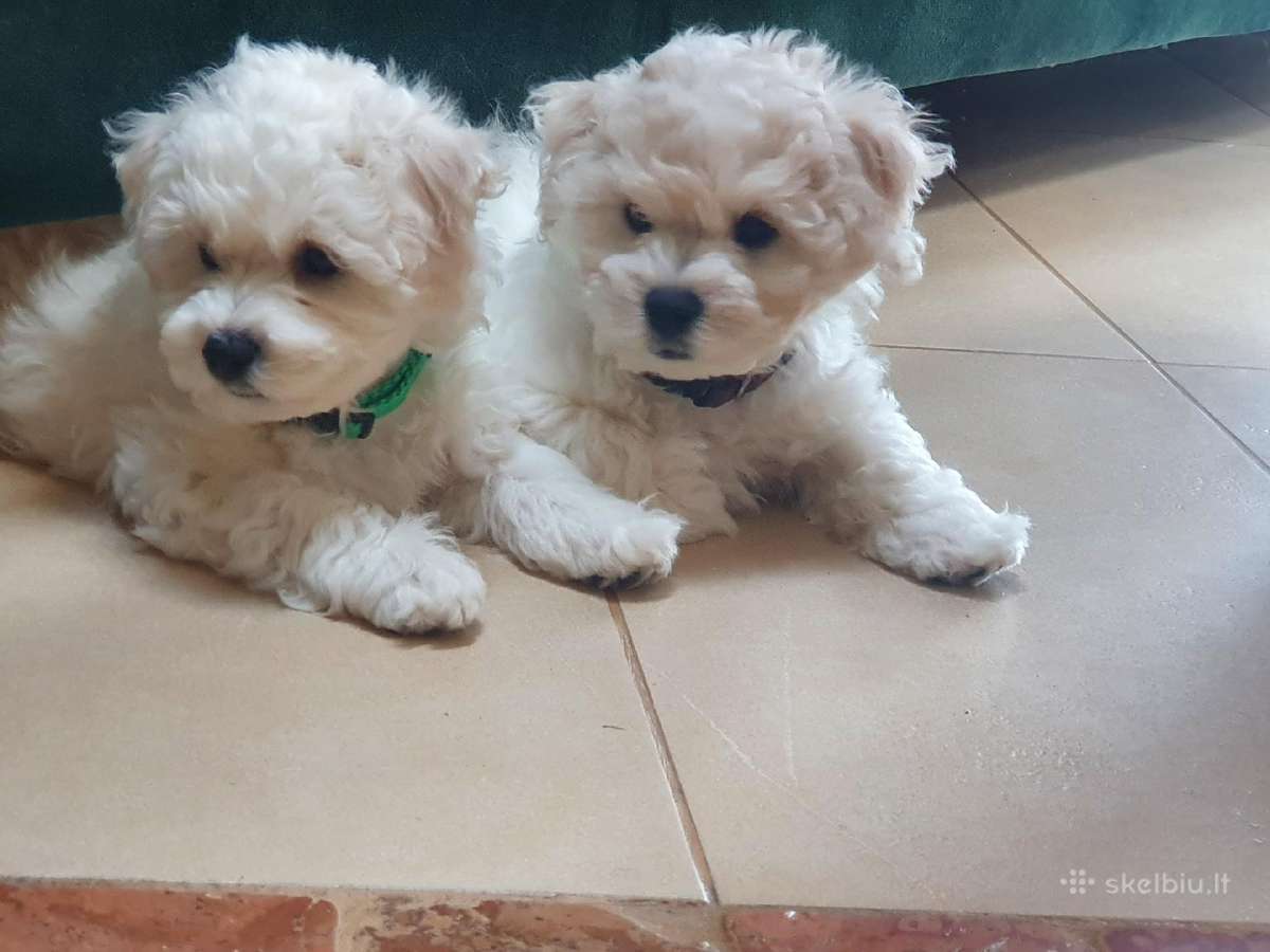 Kilmingi garbanotieji bišonai/ bichon frise - nuotraukos Nr. 24