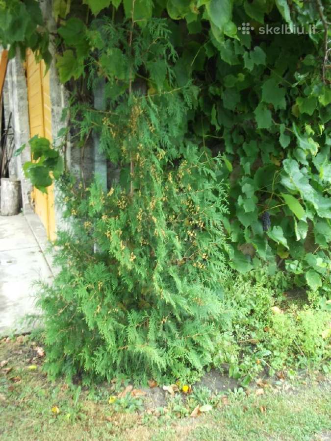Gražiai išaugusi tuja - nuotraukos Nr. 3