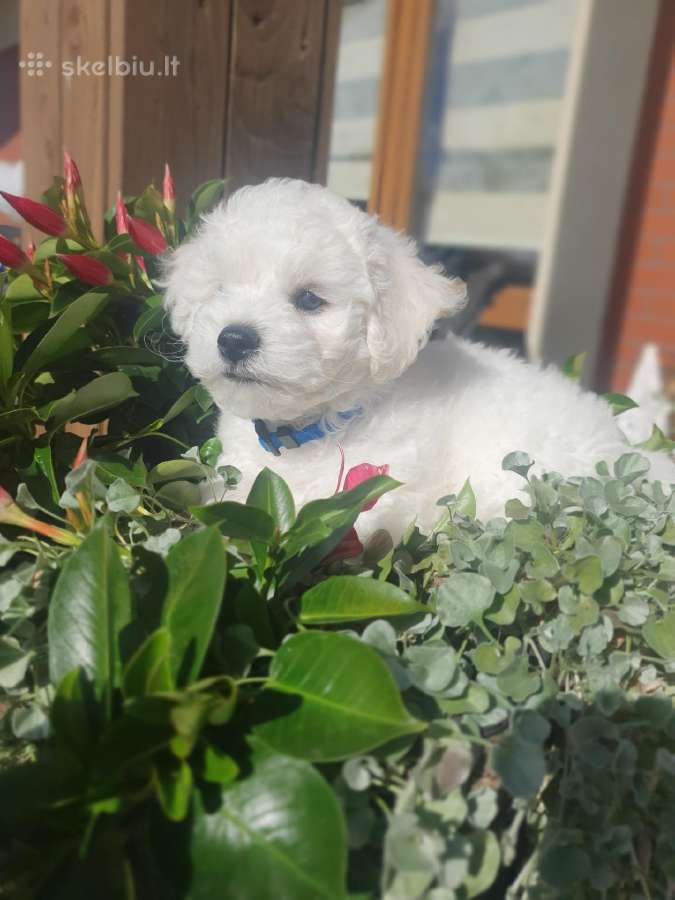 Kilmingi garbanotieji bišonai/ bichon frise - nuotraukos Nr. 25