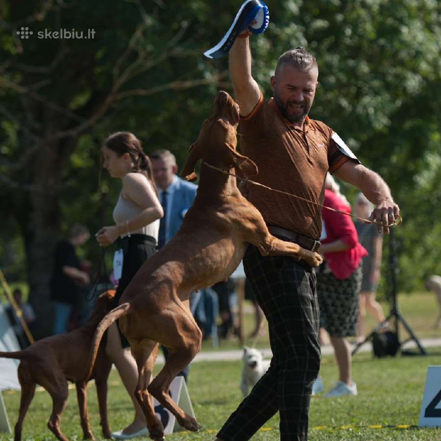 Trumpaplaukių Vengrų vižlų veislynas "Mano Hiados" - nuotraukos Nr. 10