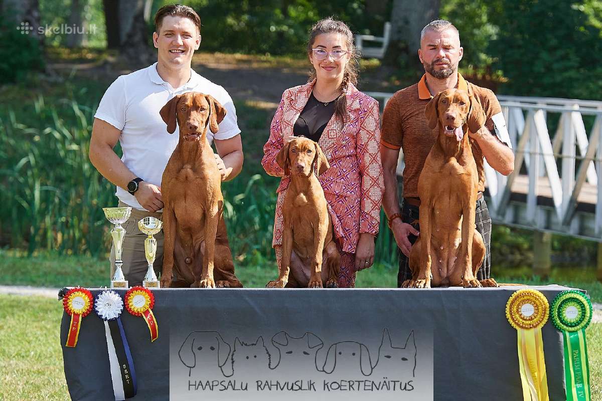 Trumpaplaukių Vengrų vižlų veislynas "Mano Hiados" - nuotraukos Nr. 12