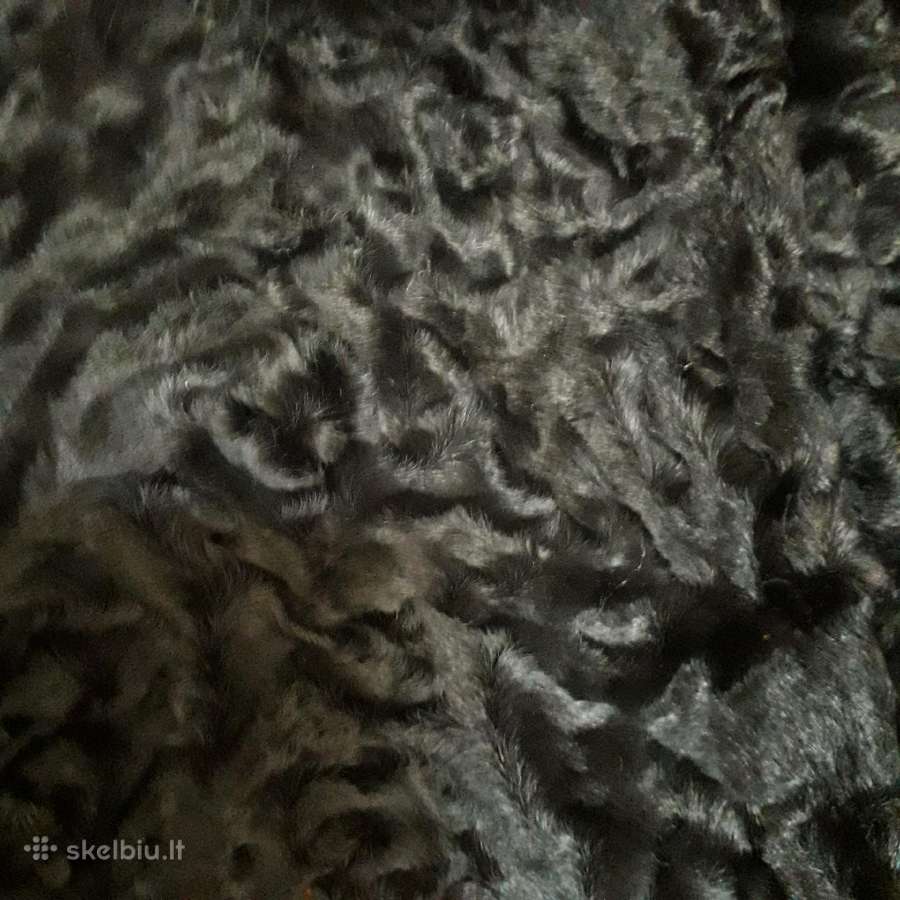 Karakuliniai kailinukai - nuotraukos Nr. 2