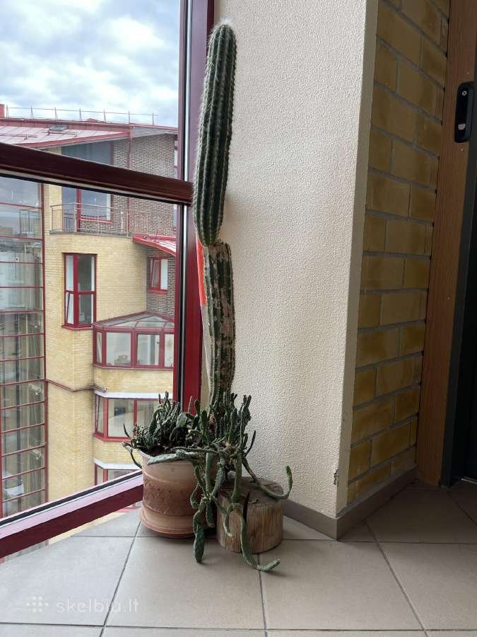 Kaktusas