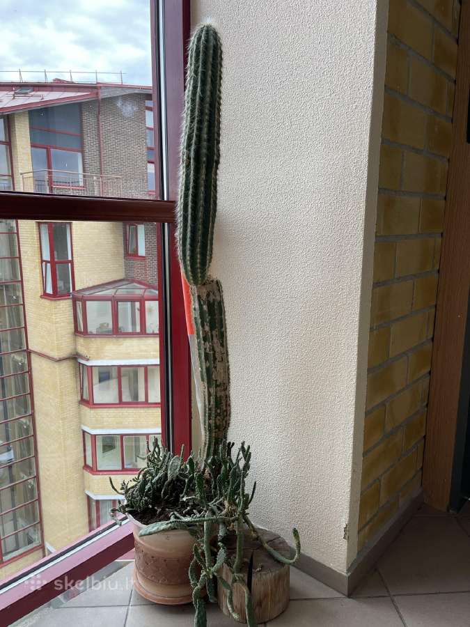 Kaktusas - nuotraukos Nr. 2