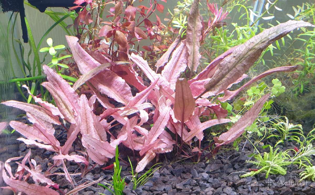 Akvariumo augalai - nuotraukos Nr. 16