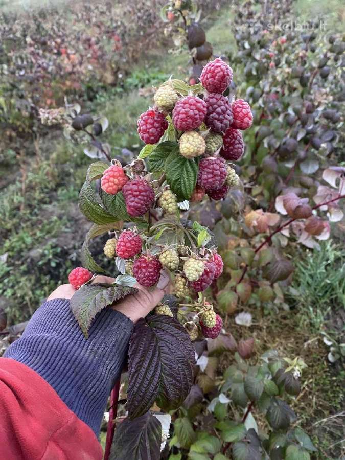 Dekoratyviniai augalai, vaismedžiai, vaiskrūmiai. - nuotraukos Nr. 18