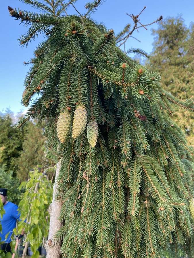 Dekoratyviniai augalai, vaismedžiai, vaiskrūmiai. - nuotraukos Nr. 19